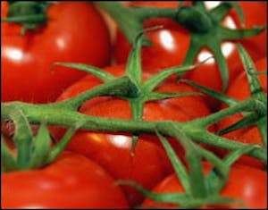 p1-tomatoes-web