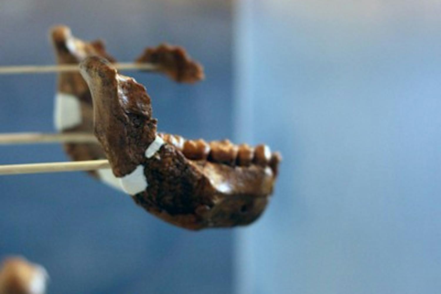 The cast of Lucy, a partial skeleton of an early human ancestor, sits on display in "Becoming Human: 30 Years of Research and Discovery," an exhibit at the Museum of Anthropology on the Tempe campus. The exhibit highlights the history of the Institute of Human Origins, which began following the discovery of Lucy in 1974. (Photo by Beth Easterbrook)