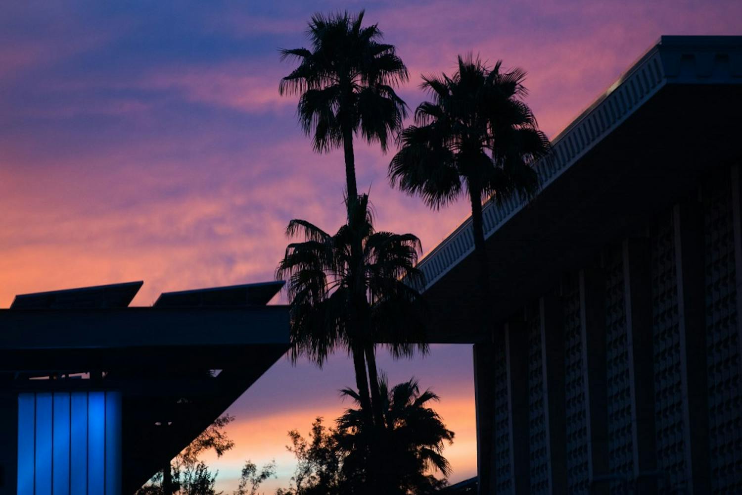 Palm trees are pictured on Wednesday, Feb. 10, 2016, on the Tempe campus.