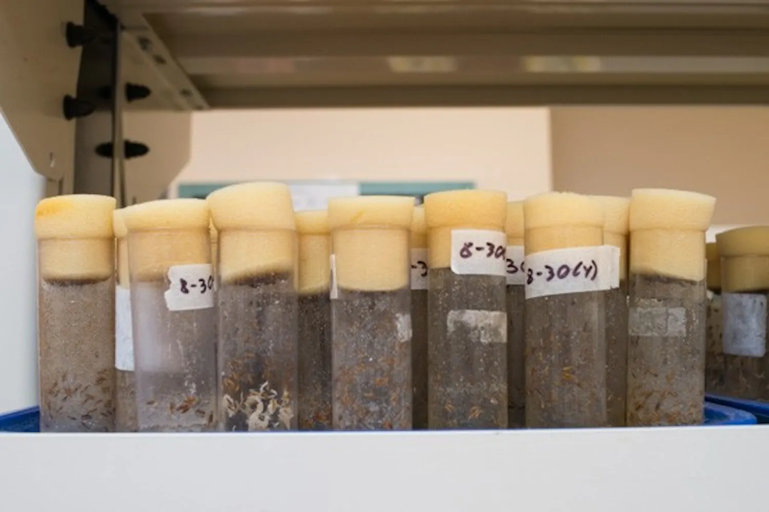 Small flies in containers that are used to feed baby spiders and smaller spiders. (Photo by Andrew Ybanez)