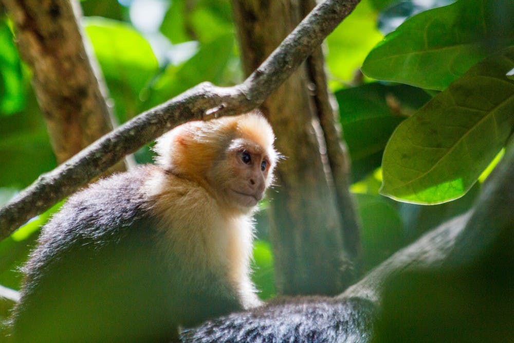 US NEWS SCI-MONKEYS-TOOLS LA