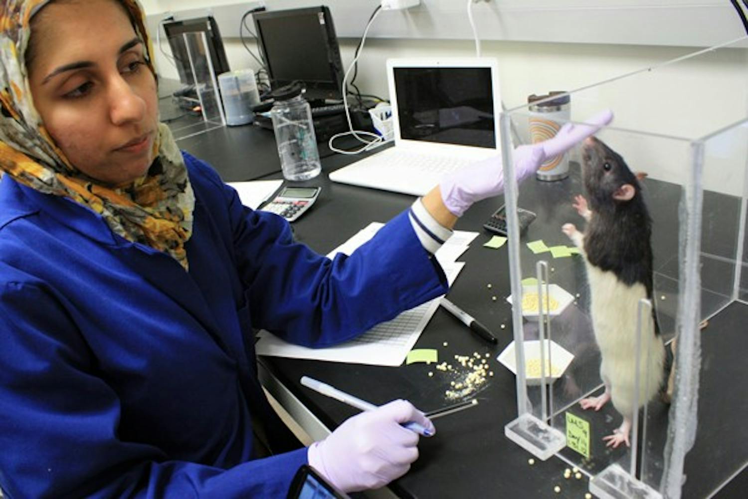 Second-year graduate student Zuha Warraich trains rats as part of an ASU research study about Parkinson's disease. (Photo by Jessie Wardarski)