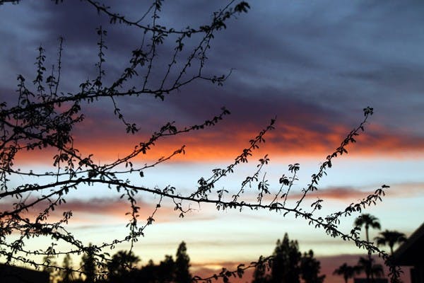 SILHOUETTES & SUNSETS: The sun lights up the sky and silhouettes a tree outside Murdock Hall. (Photo by Rosie Gochnour)