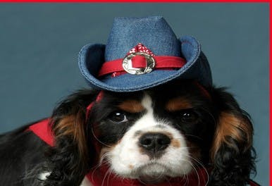 Dogs love wearing hats. Image courtesy of k9koolhats.com. 