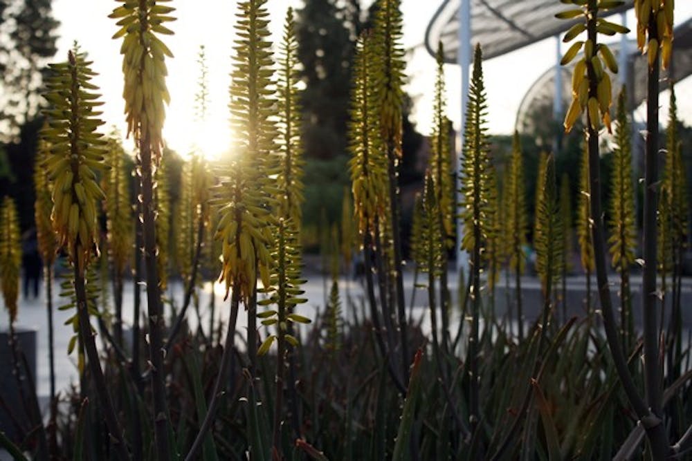 The sun sets behind a landscape of plants on the Tempe campus Sunday evening. (Photo by Jessie Wardarski)
