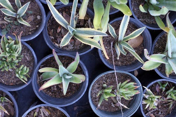 GROWING GARDENS: Flowers and vegetables are potted for planting Thursday morning at the Tempe Community Gardens. (Photo by Rosie Gochnour)