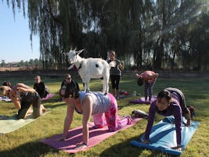 "Smhoo" the goat&nbsp;stands on the back of a yoga participant at Arizona Goat Yoga in Gilbert on Saturday, Nov. 5.
