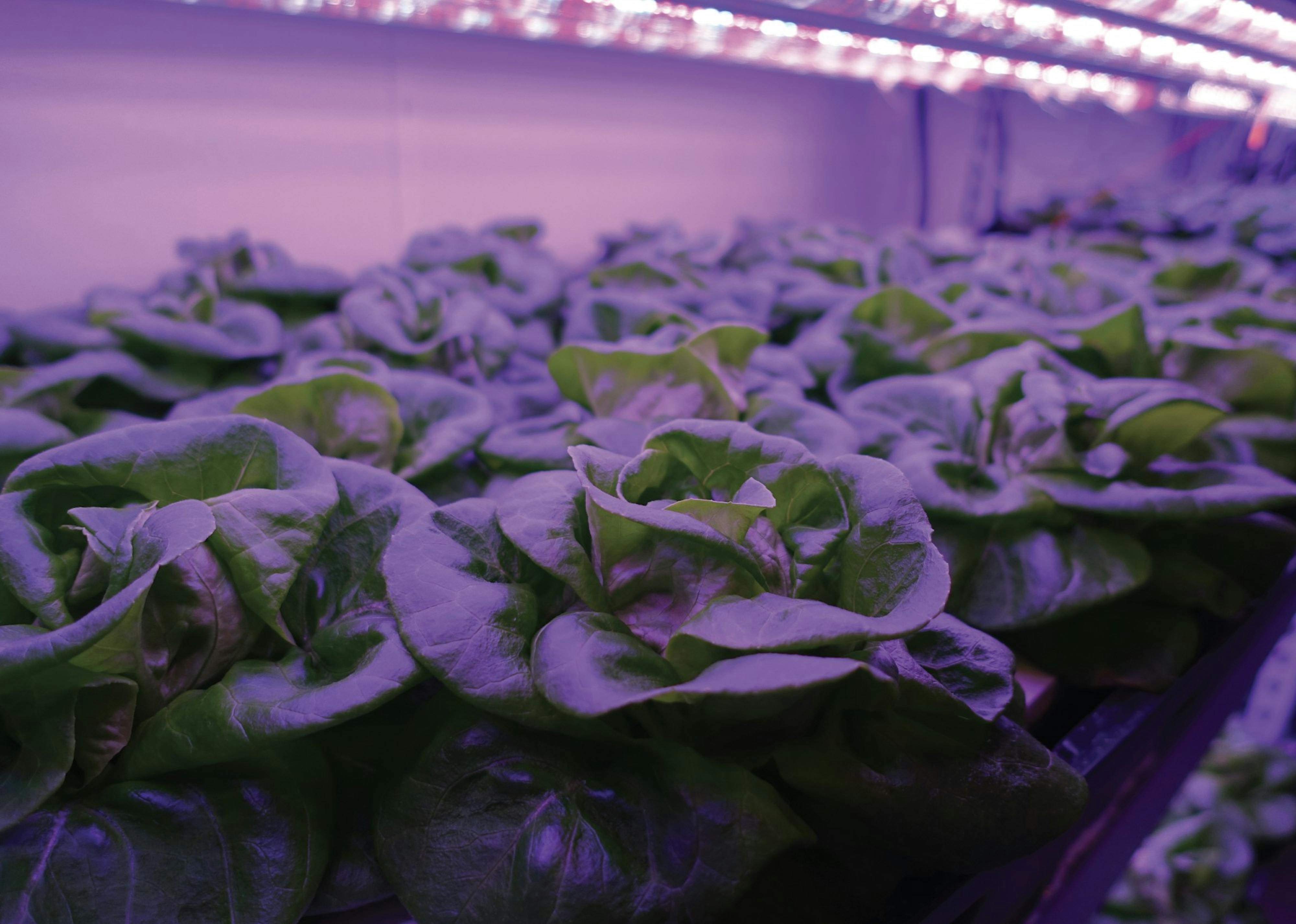 Farms of the future: How ASU is growing food out of the ground - Vimarsana News