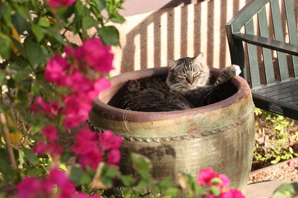 REAL WILDCATS AT ASU:  A feral cat dines on a can of tuna Tuesday afternoon outside of the Virginia G. Piper Writers House on the Tempe Campus.  A school organization, the Mildcats, is hoping to manage the campus feline population through trapping and neutering the estimated 60-80 feral cats on campus. (Photo by Beth Easterbrook)
