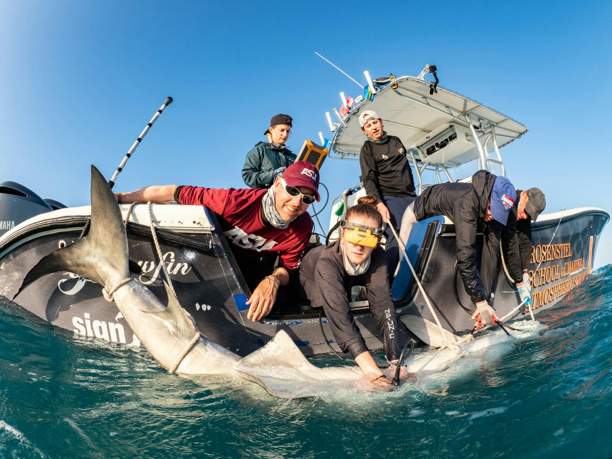 20200406 tracking tiger sharks 0001