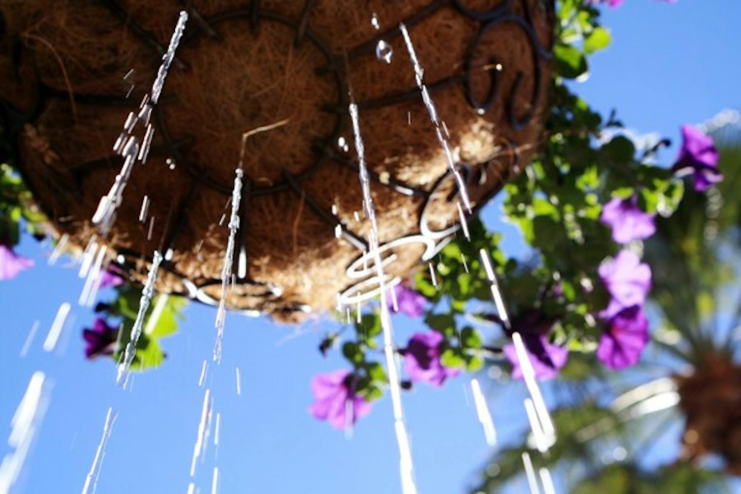 Excess water drips out of flower pots that hang on palm trees along Hayden Mall. (Photo by Jessie Wardarski)