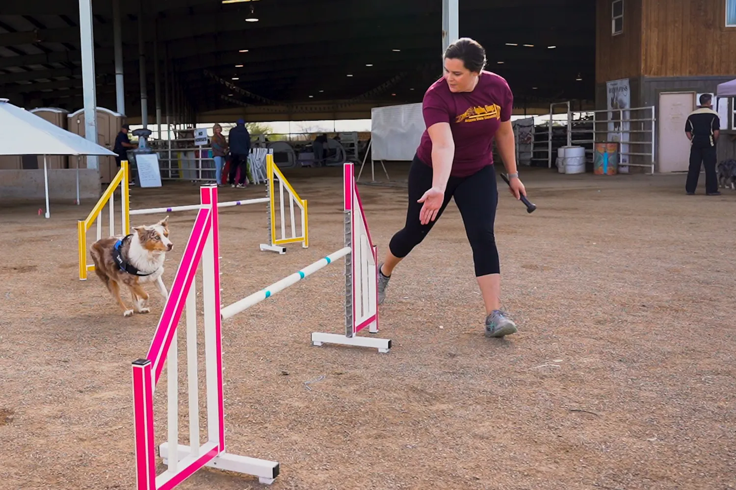 Agility Dogs.jpg