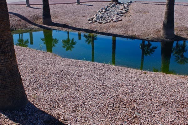 UPSIDE DOWN: Palm trees are reflected upside down in a stream outside the ASU Art Museum on Thursday afternoon. (Photo by Rosie Gochnour)