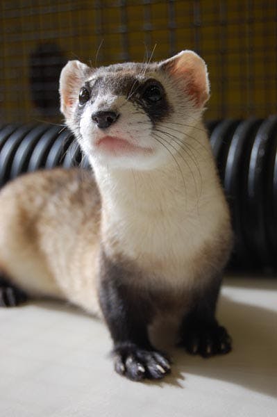 FIGHTING FOR LIFE: The Black-footed Ferret is among one of 64 endangered species that are responding positively to the efforts of zoos and conservation efforts. (Photo Courtesy of the Phoenix Zoo)
