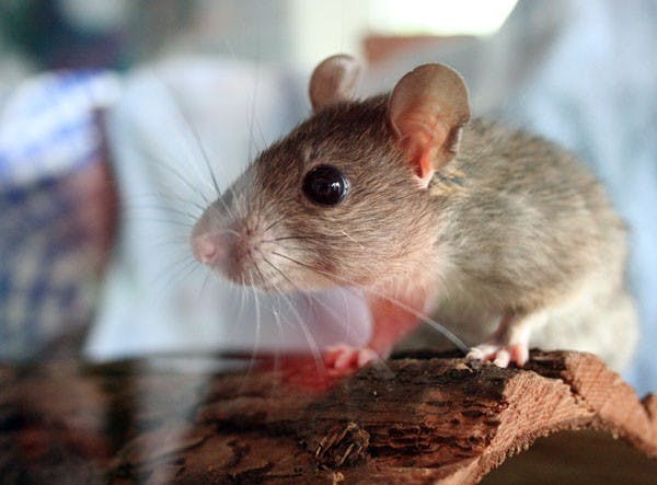 IN SEASON: Roof rats, like the one pictured above, have been seen around the Phoenix-metropolitan area, including Tempe neighborhoods. (Photo by Kyle Thompson)