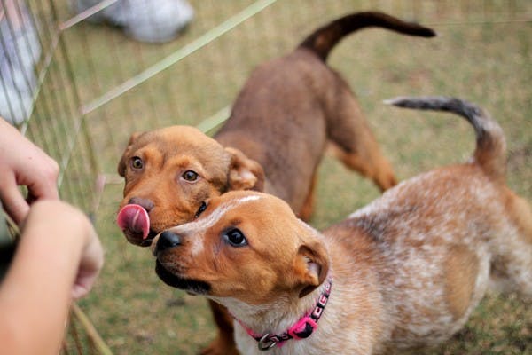 All of the puppies that were at the PAWS Your Finals Stress event are up for adoption through local shelters. (Photo by Ashley Kesweder)