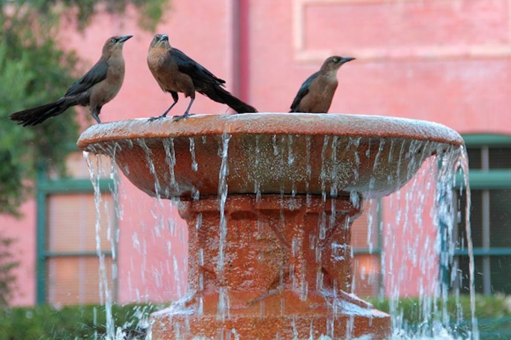 BEAT THE HEAT: Birds seek cool refuge from the summer heat in the fountain in front of Old Main. (Photo courtesy of Mushin Menekse)