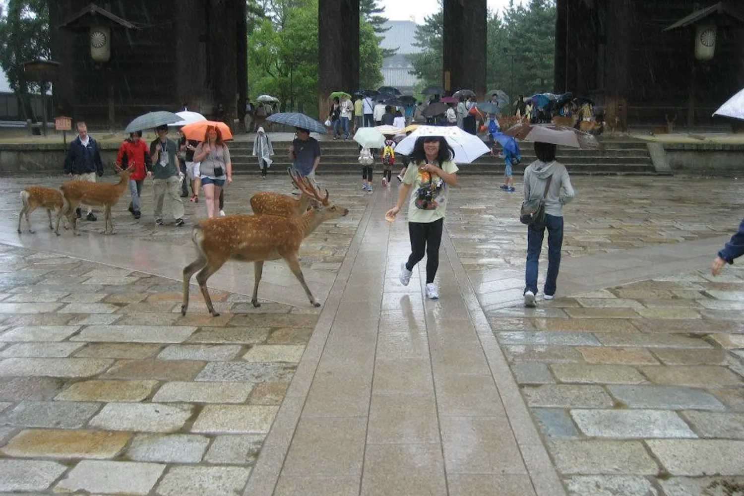 Clearly deer don't like me.