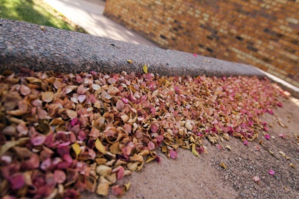 FALL TIME: Bougainvillea plants at the Tempe Public Library shed their petals in piles on the ground, giving the illusion of fallen autumn leaves on Tuesday afternoon. (Photo by Lisa Bartoli)
