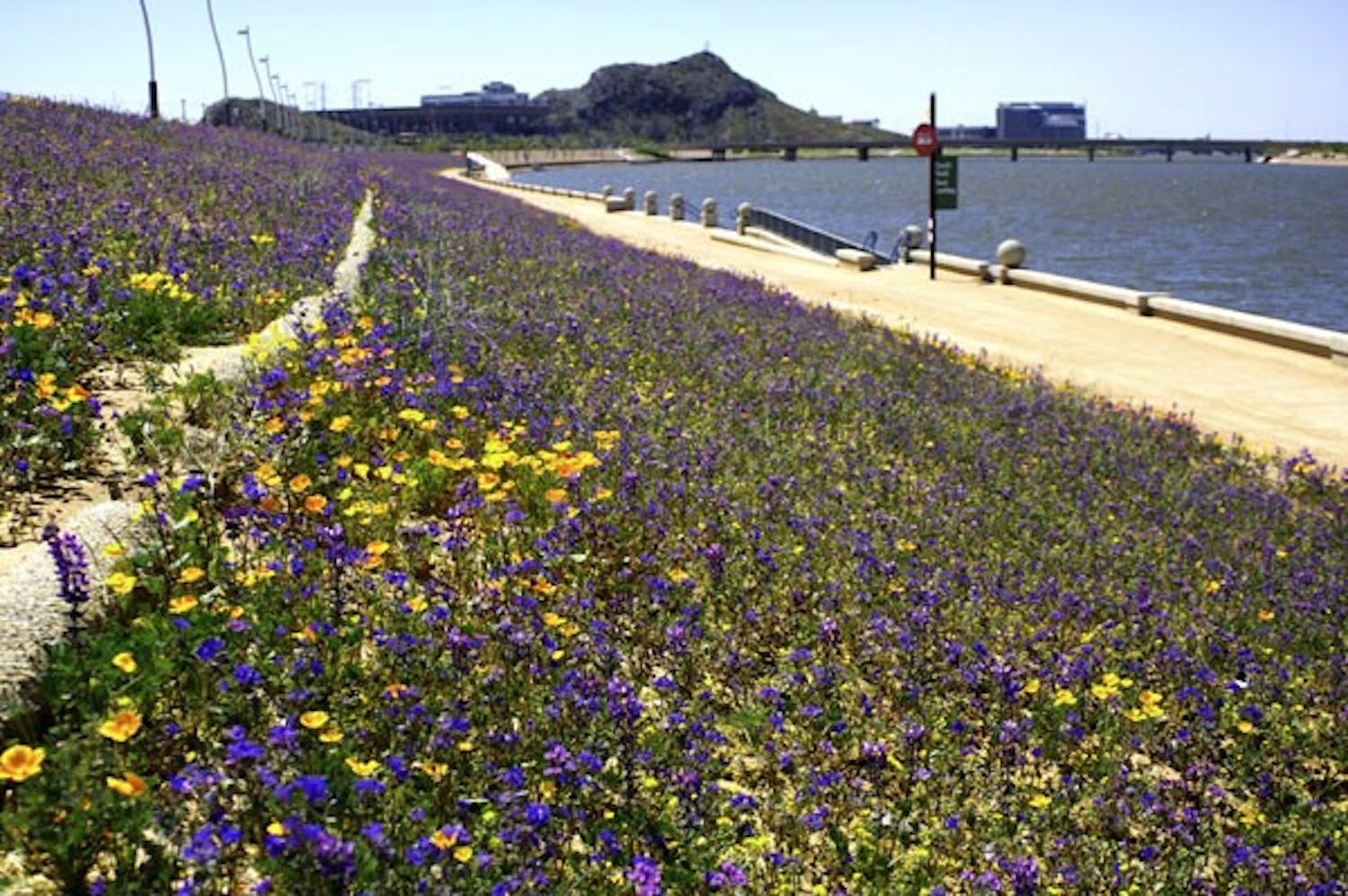 PICKING WILDFLOWERS: Over a half mile of the South bank of Tempe Town Lake is cover by spring blooming wildflowers. (Photo by Scott Stuk)