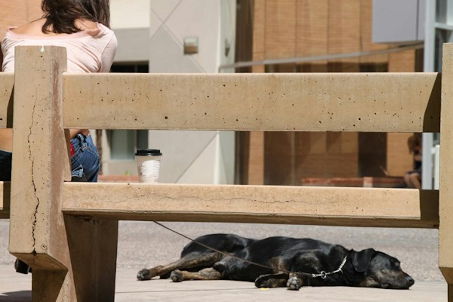A dog and his owner sit down for a coffee break outside of the Physical Sciences building on the Tempe campus Tuesday afternoon. (Photo by Rosie Gochnour)