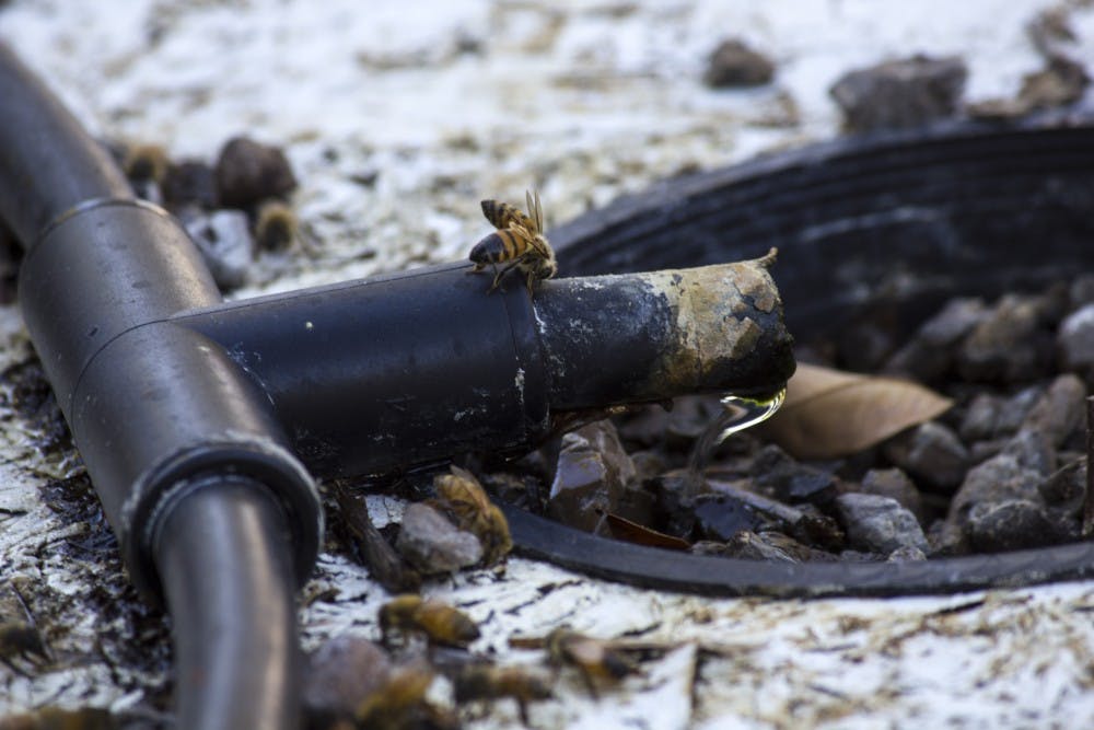 Bees from David Eberle's bee yard&nbsp;drink water from the pipe of a tilapia pond&nbsp;at Care-A-Lot Farm on Saturday,&nbsp;Oct. 29, 2016.