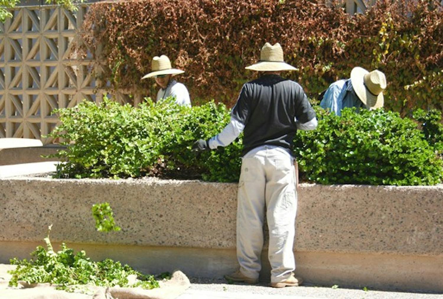 SPRING TRIM: ASU Facilities Management trim vegetation outside the Social Sciences building Wednesday afternoon to keep the Tempe campus looking its best. (Photo by Lisa Bartoli)