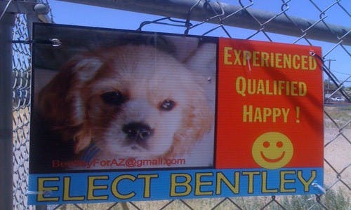 A dog running for office? It might sound like a plot from a Disney film, but the BentleyforAZ campaign is one tail, oops... we mean, tale, you'll want to hear.