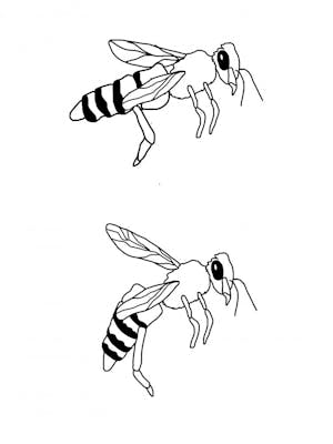 bee phase-0.jpg