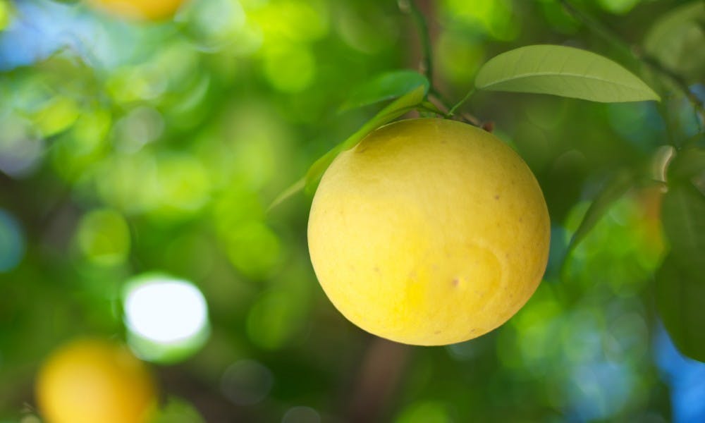 CITRUS FUNGUS: Oranges grow under the shade of the Secret Garden in the courtyard of McClintock Hall. Local oranges have been contracting a fungus known as “sweet orange scab.” (Photo by Michael Arellano)