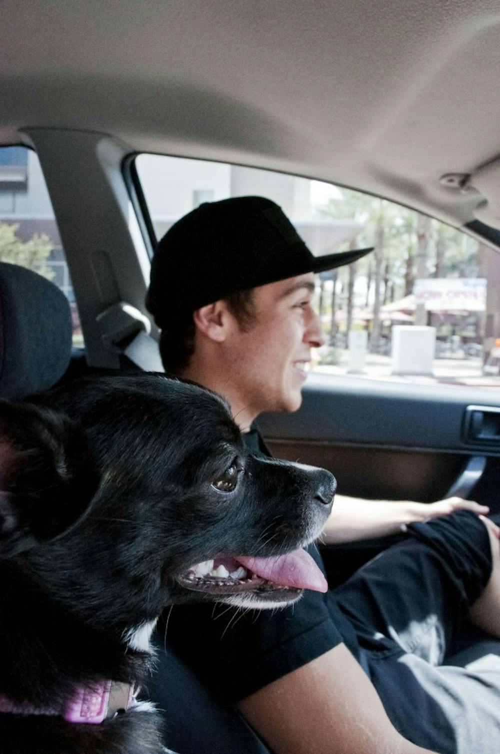 Business junior Josh Sinclair and Willow take a ride in Sinclair’s car in Tempe. At only 11 months Willow is well behaved in the car, according to Sinclair. (Photo by Katie Dunphy)