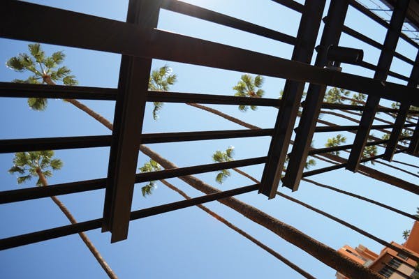 Palm trees tower over buildings on the Tempe Campus Wednesday afternoon. (Photo by Kurtis Semph)