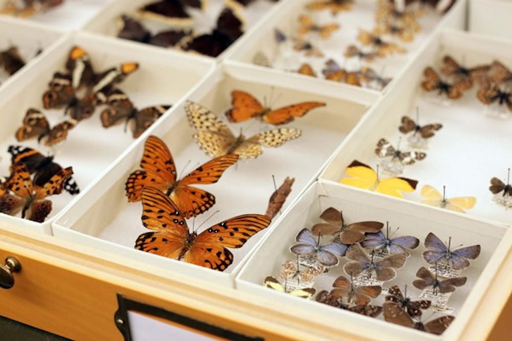 PERFECTLY PRESERVED: Butterflies rest in boxes in the Life Sciences building waiting to be identified and studied. (Photo by Beth Easterbrook)