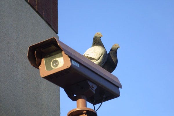 LOVE BIRDS: Two pigeons sit atop a surveillance camera observing passerby’s while the camera does the same. (Photo by Serwaa Adu-Tutu)