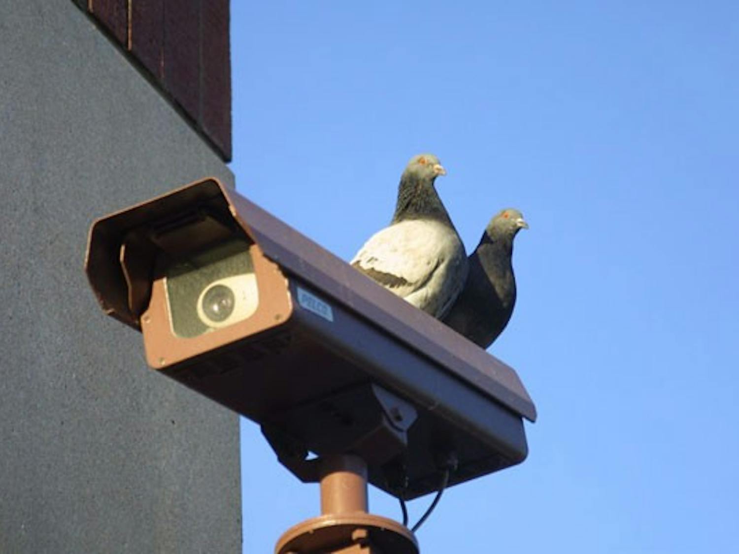 LOVE BIRDS: Two pigeons sit atop a surveillance camera observing passerby’s while the camera does the same. (Photo by Serwaa Adu-Tutu)