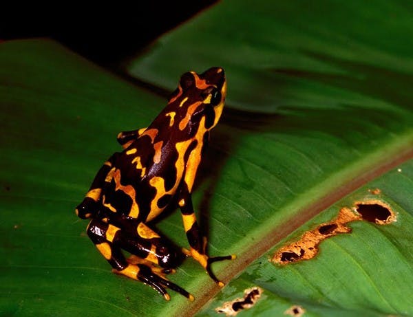 (Photo courtesy of Robert Puschendorf)