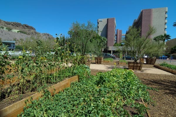 NEW OWNERS: This September, the Thursday Night Market will return to the Downtown Tempe Community. Locals will be able to purchase produce that is grown locally in the Tempe Urban Garden. (Photo by Aaron Lavinsky)