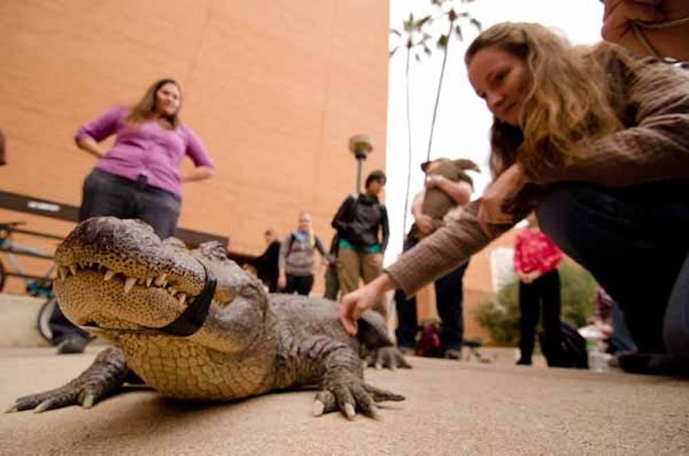 GATOR GET FRIENDLY: Members from the Phoenix Hepetological Society brought an alligator to the ASU Tempe campus for a student study. (Photo by Aaron Lavinsky)