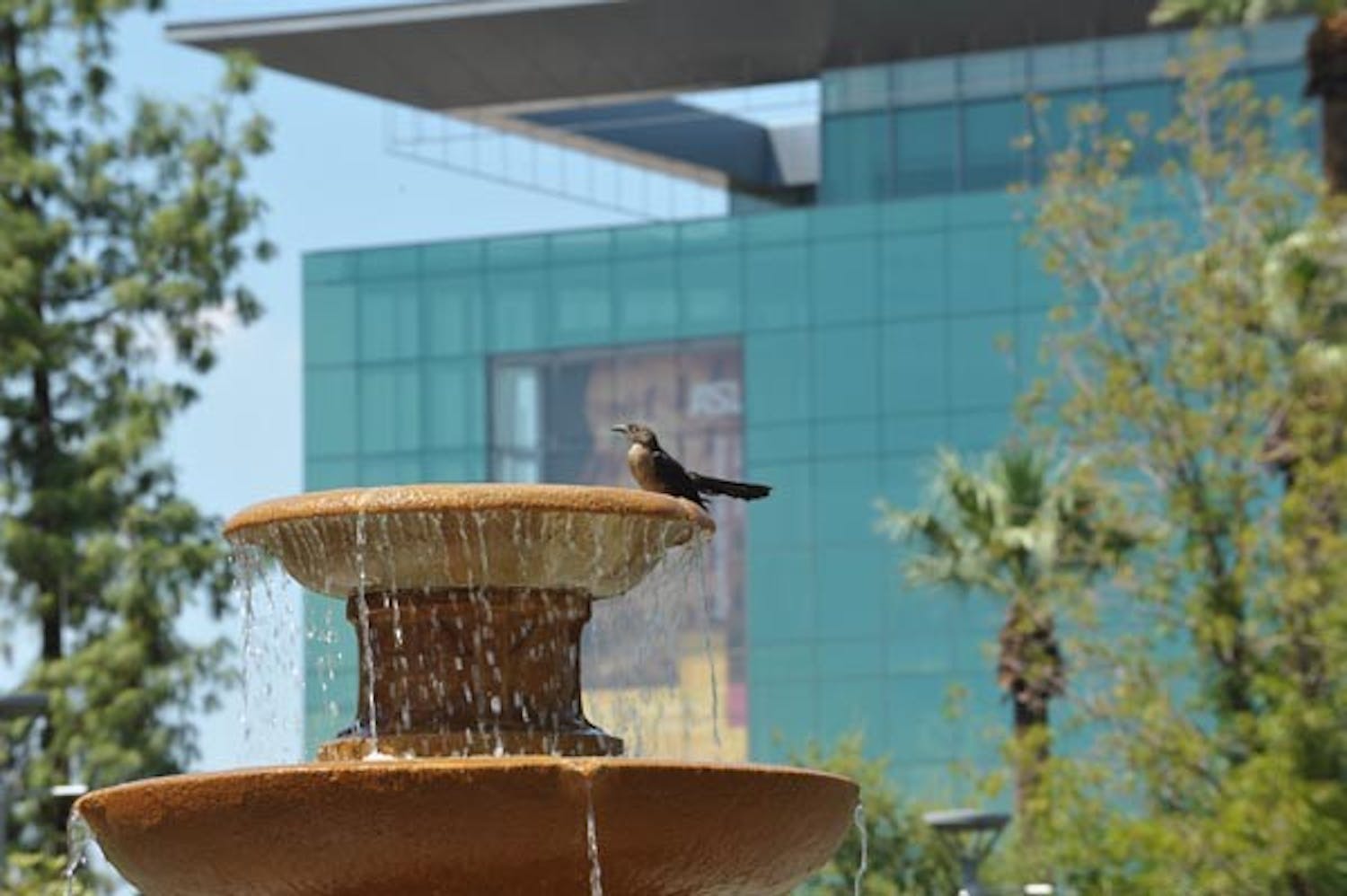 BIRD BATH: A bird takes a cooling break from the heat of the day in the fountain in front of ASU's Old Main. (Photo by Chris Stark)