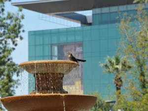 BIRD BATH: A bird takes a cooling break from the heat of the day in the fountain in front of ASU's Old Main. (Photo by Chris Stark)