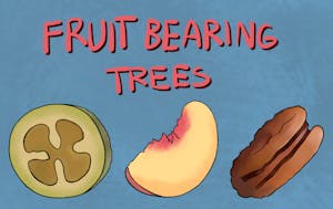STATE PRESS fruit bearing trees.png