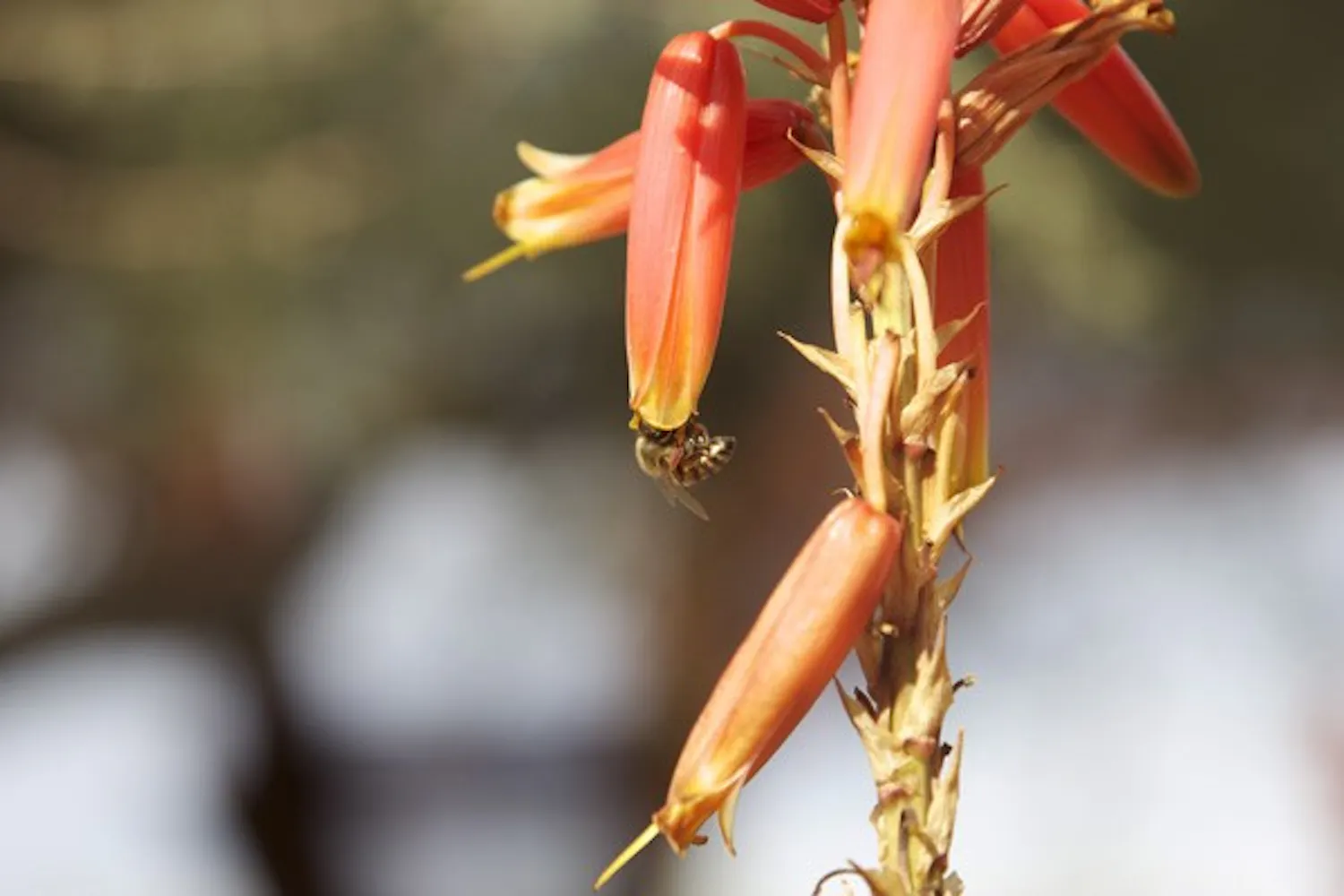 Spring brings warm weather, blooming flowers and bees. So far ASU has sent out 12 e mails advising students to avoid areas around campus due to bees. (Photo by Ana Ramirez)