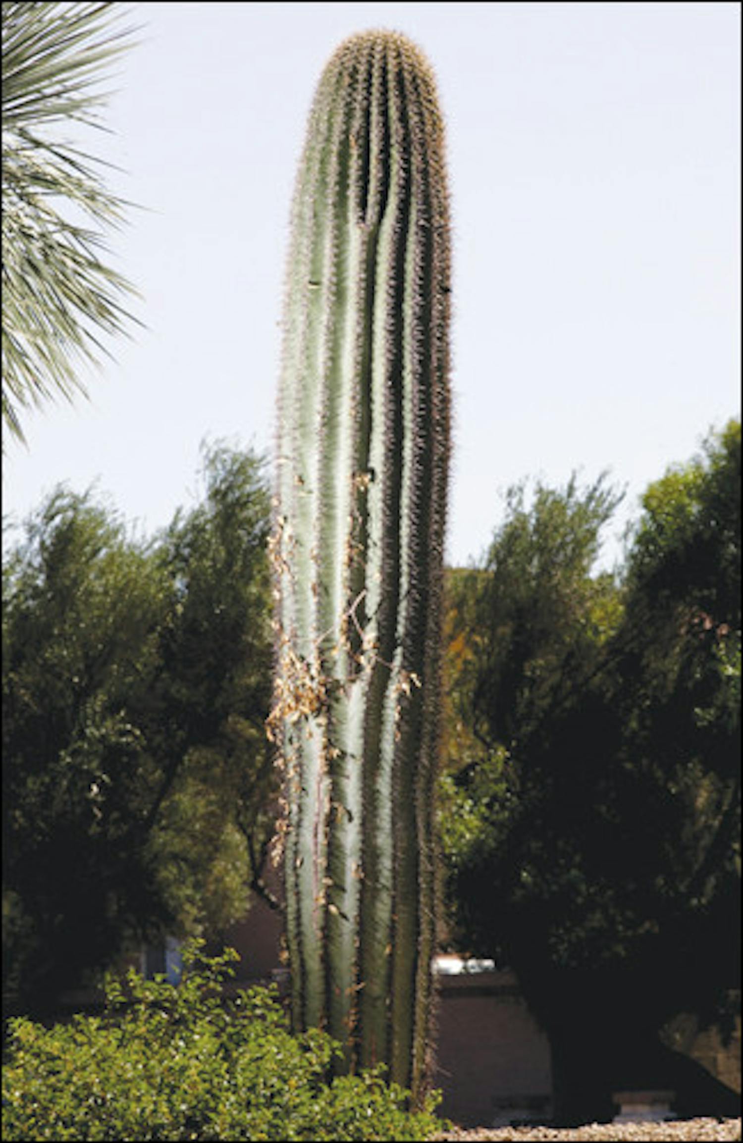 10-17-08-Cactus