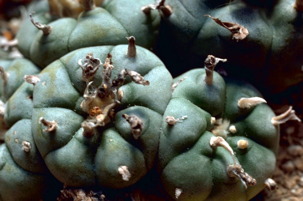 Photo of Peyote Cactus.