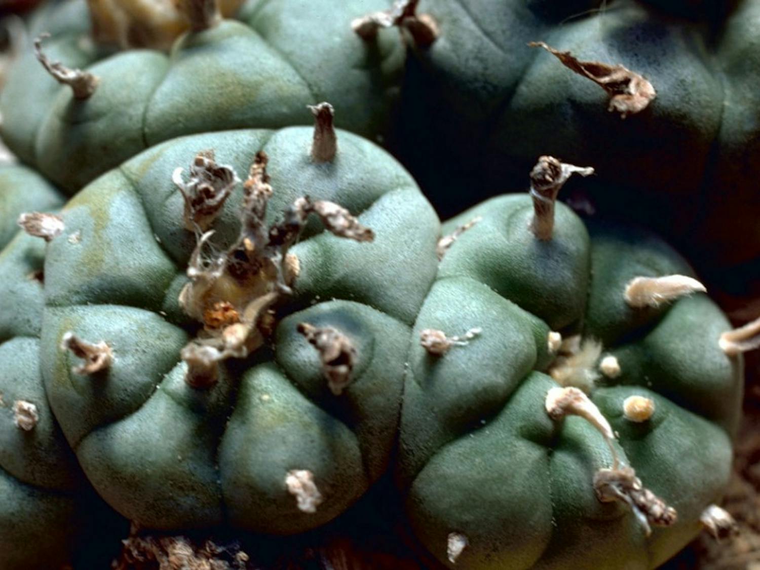 Photo of Peyote Cactus.
