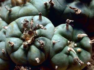 Photo of Peyote Cactus.