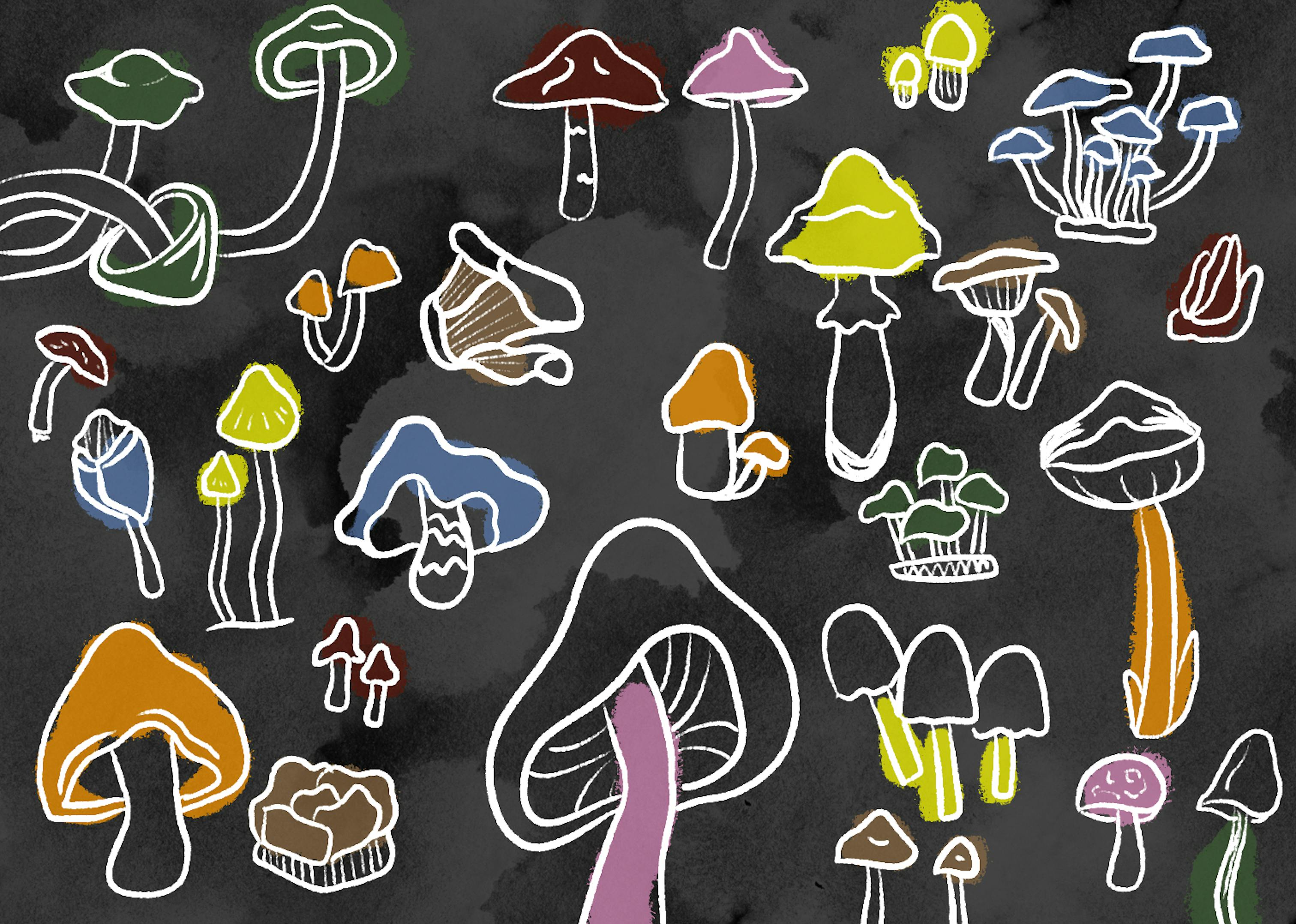 The Shroom Society at ASU looks to educate students on fungi - The Arizona State Press - Vimarsana News