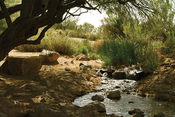 Riparian Park - The Arizona State Press