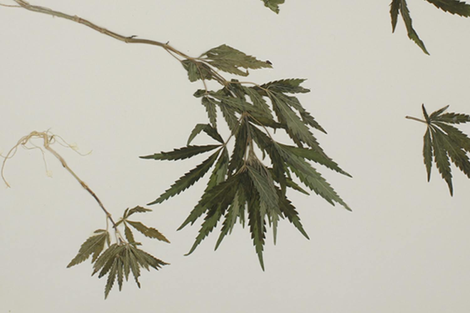 not weed pie SPANISH .png