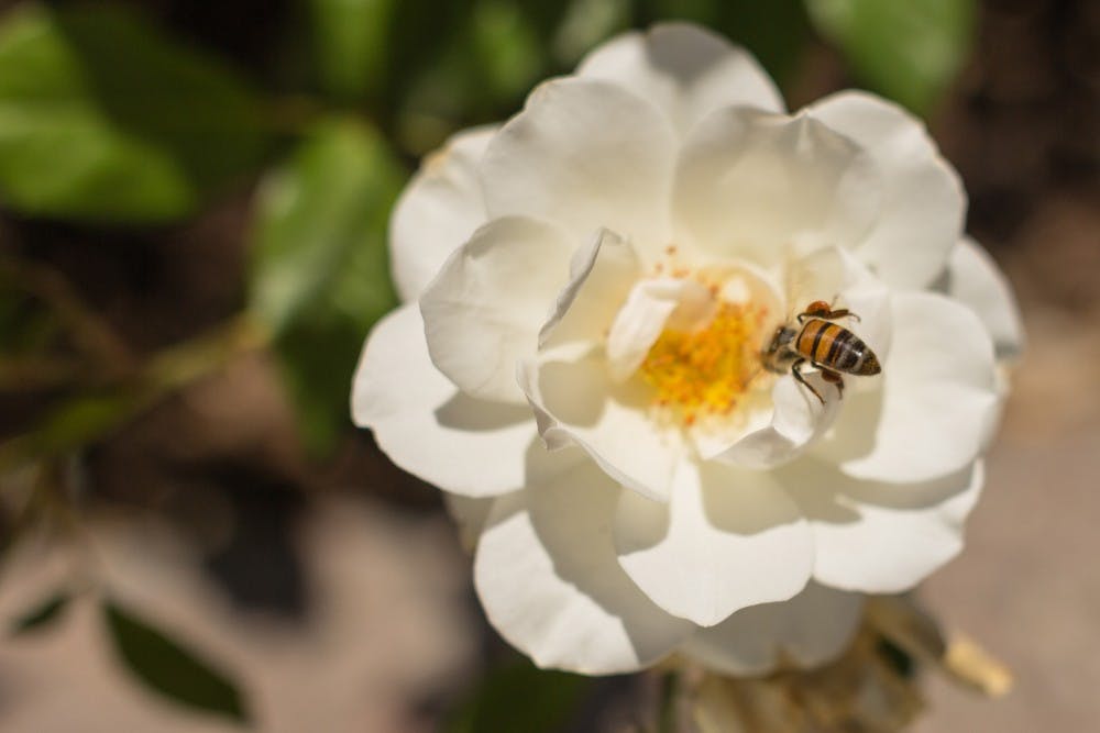 Photo illustration done on Wednesday, April 13, 2016.&nbsp;